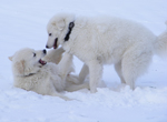 Maremmanos im Schnee